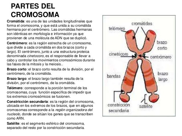 Tarea 03 genética y conducta
