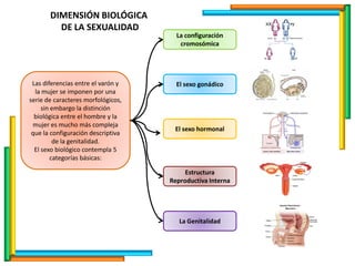 DIMENSIÓN BIOLÓGICA
DE LA SEXUALIDAD
Las diferencias entre el varón y
la mujer se imponen por una
serie de caracteres morfológicos,
sin embargo la distinción
biológica entre el hombre y la
mujer es mucho más compleja
que la configuración descriptiva
de la genitalidad.
El sexo biológico contempla 5
categorías básicas:
La configuración
cromosómica
El sexo gonádico
El sexo hormonal
Estructura
Reproductiva Interna
La Genitalidad
 