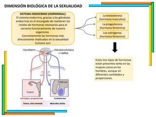 DIMENSIÓN BIOLÓGICA DE LA SEXUALIDAD
La testosterona
(hormona masculina)
SISTEMA ENDOCRINO (HORMONAL):
El sistema endocrino, gracias a las glándulas
endocrinas es el encargado de mantener los
niveles de hormonas necesarios para el
correcto funcionamiento de nuestro
organismo.
Concretamente las hormonas más
directamente implicadas en la sexualidad
humana son:
La progesterona
(hormona femenina)
Los estrógenos
(hormona femenina)
Estos tres tipos de hormonas
están presentes tanto en las
mujeres como en los
hombres, aunque en
diferentes cantidades y
proporciones.
 