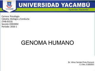 GENOMA HUMANO
Br. Vilma Yamilet Pinto Pomonti
C.I.Nro. 8.892003
Carrera: Psicología
Cátedra: Biología y Conducta
(THB-0153)
Sección ED03D0V
Período: 2016-1
 