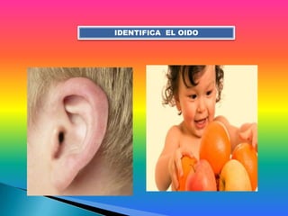 IDENTIFICA EL OIDO
 