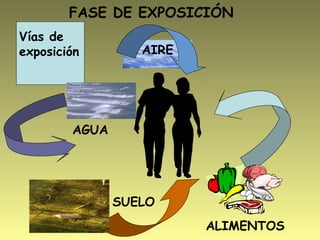 AIRE
AGUA
SUELO
ALIMENTOS
Vías de
exposición
FASE DE EXPOSICIÓN
 