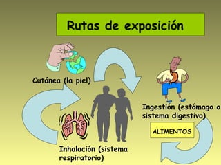 Rutas de exposición
Cutánea (la piel)
Inhalación (sistema
respiratorio)
Ingestión (estómago o
sistema digestivo)
ALIMENTOS
 