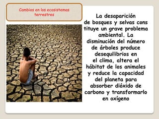 La desaparición
de bosques y selvas cons
tituye un grave problema
ambiental. La
disminución del número
de árboles produce
desequilibrios en
el clima, altera el
hábitat de los animales
y reduce la capacidad
del planeta para
absorber dióxido de
carbono y transformarlo
en oxígeno
Cambios en los ecosistemas
terrestres
 