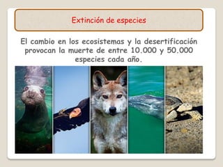 Extinción de especies
El cambio en los ecosistemas y la desertificación
provocan la muerte de entre 10.000 y 50.000
especies cada año.
 