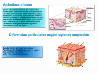 Son las extremidades externas que se encuentran
nacidas de los folículos capilares que encontramos en
las axilas, cuero cabelludo, pecho del hombre, cejas y
demás áreas en las cuales la piel del sujeto forme los
referidos folículos y de esta se desprenden los estudios
de ADN para la identificación del sujeto o por lo menos
varias características ya que el bulbo capilar donde
crece el pelo le otorga la pigmentación y demás
características físicas del sujeto.
Cabello: Son los que nacen en la cabeza.
Pelo: Filamentos cilíndricos que nacen en los poros
de la piel de los mamíferos.
Vello: Filamentos cortos y suaves.
 