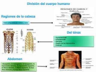 Está compuesta por cráneo y cara
- Supraclavicular
- Infraclavicular
- Mamaria
- Región de los hipocondrios
- Esternal
1)Epigastrio, 2) mesogastrio, 3) hipogastrio, 4)
hipocondrio derecho, 5) hipocondrio izquierdo,
6) flanco derecho, 7) flanco izquierdo, 8) fosa
iliaca derecha y 9) fosa iliaca izquierda.
 
