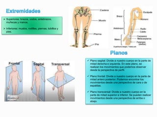  Superiores: brazos, codos, antebrazos,
muñecas y manos.
 Inferiores: muslos, rodillas, piernas, tobillos y
pies.
 Plano sagital: Divide a nuestro cuerpo en la parte de
mitad derecha e izquierda. En este plano, se
realizan los movimientos que podemos observar
desde la perspectiva de perfil.
 Plano frontal: Divide a nuestro cuerpo en la parte de
mitad antero posterior. Podemos encontrar los
movimientos desde una perspectiva de cara o de
espaldas.
 Plano transversal: Divide a nuestro cuerpo en la
parte de mitad superior e inferior. Se pueden realizar
movimientos desde una perspectiva de arriba o
abajo.
 