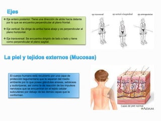  Eje antero posterior: Tiene una dirección de atrás hacía delante
por lo que se encuentra perpendicular al plano frontal.
 Eje vertical: Se dirige de arriba hacia abajo y es perpendicular al
plano horizontal.
 Eje transversal: Se encuentra dirigido de lado a lado y tiene
como perpendicular el plano sagital.
El cuerpo humano está recubierto por una capa de
protección tegumentaria que la separan del medio
ambiente por lo que posee glándulas anexas, sebáceas
y sudoríparas, así como la de reacción de los impulsos
nerviosos que se encuentran en el tejido celular
subcutáneo por debajo de las demás capas que la
conforman.
 