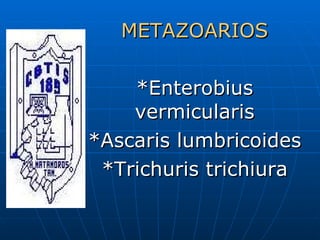 METAZOARIOS *Enterobius vermicularis *Ascaris lumbricoides *Trichuris trichiura 