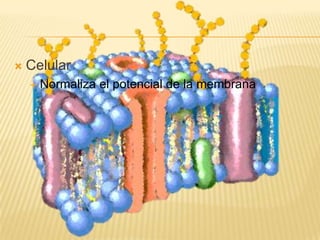    Celular
     Normaliza   el potencial de la membrana
 