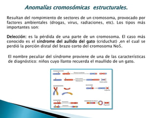 Anomalías cromosómicas estructurales.
Resultan del rompimiento de sectores de un cromosoma, provocado por
factores ambientales (drogas, virus, radiaciones, etc). Los tipos más
importantes son:
Delección: es la pérdida de una parte de un cromosoma. El caso más
conocido es el síndrome del aullido del gato (criduchat) ,en el cual se
perdió la porción distal del brazo corto del cromosoma No5.
El nombre peculiar del síndrome proviene de una de las características
de diagnóstico: niños cuyo llanto recuerda el maullido de un gato.
 