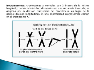 Isocromosomas: cromosomas a normales con 2 brazos de la misma
longitud, con los mismos loci dispuestos en una secuencia invertida; se
originan por la división transversal del centrómero, en lugar de la
normal división longitudinal. Es una anormalidad cromosómica común
en el cromosoma X.
 