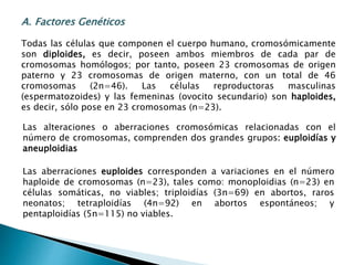 A. Factores Genéticos
Todas las células que componen el cuerpo humano, cromosómicamente
son diploides, es decir, poseen ambos miembros de cada par de
cromosomas homólogos; por tanto, poseen 23 cromosomas de origen
paterno y 23 cromosomas de origen materno, con un total de 46
cromosomas (2n=46). Las células reproductoras masculinas
(espermatozoides) y las femeninas (ovocito secundario) son haploides,
es decir, sólo pose en 23 cromosomas (n=23).
Las alteraciones o aberraciones cromosómicas relacionadas con el
número de cromosomas, comprenden dos grandes grupos: euploidías y
aneuploidias
Las aberraciones euploides corresponden a variaciones en el número
haploide de cromosomas (n=23), tales como: monoploidias (n=23) en
células somáticas, no viables; triploidías (3n=69) en abortos, raros
neonatos; tetraploidías (4n=92) en abortos espontáneos; y
pentaploidías (5n=115) no viables.
 