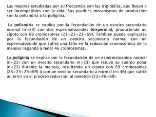 Las mejores estudiadas por su frecuencia son las triploidías, que llegan a
ser incompatibles con la vida. Sus posibles mecanismos de producción
son la poliandria o la poliginia.
La poliandria se explica por la fecundación de un ovocito secundario
normal (n=23) con dos espermatozoides (dispermia), produciendo un
cigoto con 69 cromosomas (23+23+23=69). También puede explicarse
por la fecundación de un ovocito secundario normal con un
espermatozoide que sufrió una falla en la reducción cromosómica de la
meiosis llegando a tener 46 cromosomas.
La poliginia se explica por la fecundación de un espermatozoide normal
(n=23) con un ovocito secundario (n=23) que retuvo su cuerpo polar
(n=23) durante la meiosis, resultando un cigoto con 69 cromosomas
(23+23+23=69) ó con un ovocito secundario a normal (n=46) que sufrió
un error en el proceso reducción al meiótico (23+46=69).
 