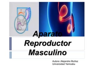 Aparato
Reproductor
Masculino
Autora: Alejandra Muñoz
Universidad Yamcabu
 
