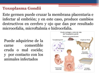 Toxoplasma Gondii
Este germen puede cruzar la membrana placentaria e
infectar al embrión; y en este caso, produce cambios
destructivos en cerebro y ojo que dan por resultado
microcefalia, microftalmía e hidrocefalia.
Puede adquirirse de la
carne comestible
cruda o mal cocida;
y por contacto con los
animales infectados
 