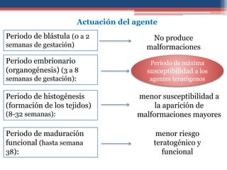Periodo de blástula (0 a 2
semanas de gestación)
No produce
malformaciones
Actuación del agente
Periodo embrionario
(organogénesis) (3 a 8
semanas de gestación):
Periodo de histogénesis
(formación de los tejidos)
(8-32 semanas):
menor susceptibilidad a
la aparición de
malformaciones mayores
Periodo de maduración
funcional (hasta semana
38):
menor riesgo
teratogénico y
funcional
Periodo de máxima
susceptibilidad a los
agentes teratógenos
 