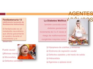 AGENTES
METABÓLICOSLa Diabetes Mellitus
también conocida como
diabetes gestacional
incrementa de 3 a 4 veces el
riesgo de malformaciones
congénitas mayores como:
Fenilcetonuria 13
(deficiencia /aumento de
fenilalamina hidroxilasa)
El fenilpiruvato es un
metabolito neurotóxico
que afecta gravemente
el cerebro durante el
crecimiento y el
desarrollo.
 Hipoplasia de costillas y vértebras
 Síndrome de regresión caudal
 Defectos septales y del tracto de salida
 Hidrocefalia
 Agenesia o aplasia renal
Puede causar:
Retraso mental
 Microcefalia
 Defectos cardíacos
 