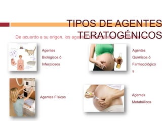 De acuerdo a su origen, los agentes teratogénicos se clasifican en:
TIPOS DE AGENTES
TERATOGÉNICOS
Agentes
Biológicos ó
Infecciosos
Agentes
Químicos ó
Farmacológico
s
Agentes Físicos
Agentes
Metabólicos
 