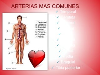  Temporal
 Carótida
 Humeral
 Cubital
 Radial
 Femoral
 Poplítea
 Apical
 Pedia
 Braquial
 Tibia posterior
 