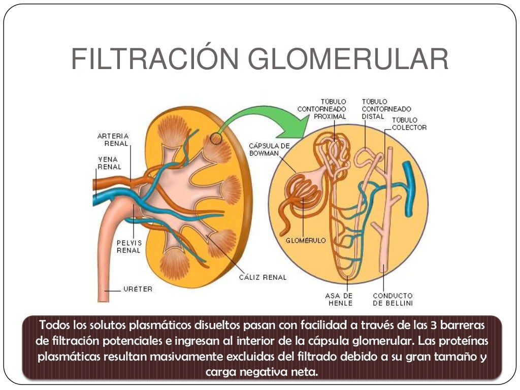 Tarea 13 filtración glomerular