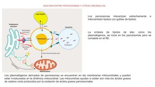 DIAFONÍA ENTRE PEROXISOMAS Y OTROS ORGÁNULOS.
Los peroxisomas interactúan estrechamente e
intercambian lípidos con gotitas de lípidos.
La síntesis de lípidos de éter, como los
plasmalógenos, se inicia en los peroxisomas pero se
completa en el RE.
Los plasmalógenos derivados de peroxisomas se encuentran en las membranas mitocondriales y pueden
estar involucrados en la dinámica mitocondrial. Las mitocondrias ayudan a oxidar aún más los ácidos grasos
de cadena corta producidos por la oxidación de ácidos grasos peroxisomales
 