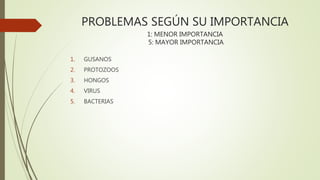 PROBLEMAS SEGÚN SU IMPORTANCIA
1: MENOR IMPORTANCIA
5: MAYOR IMPORTANCIA
1. GUSANOS
2. PROTOZOOS
3. HONGOS
4. VIRUS
5. BACTERIAS
 