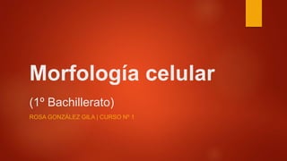 Morfología celular
(1º Bachillerato)
ROSA GONZÁLEZ GILA | CURSO Nº 1
 
