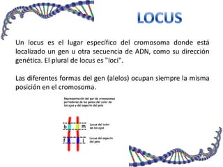 Un locus es el lugar específico del cromosoma donde está
localizado un gen u otra secuencia de ADN, como su dirección
genética. El plural de locus es "loci".
Las diferentes formas del gen (alelos) ocupan siempre la misma
posición en el cromosoma.
 