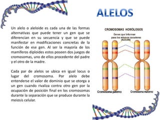 Un alelo o aleloide es cada una de las formas
alternativas que puede tener un gen que se
diferencian en su secuencia y que se puede
manifestar en modificaciones concretas de la
función de ese gen. Al ser la mayoría de los
mamíferos diploides estos poseen dos juegos de
cromosomas, uno de ellos procedente del padre
y el otro de la madre.
Cada par de alelos se ubica en igual locus o
lugar del cromosoma. Por alelo debe
entenderse el valor de dominio que se otorga a
un gen cuando rivaliza contra otro gen por la
ocupación de posición final en los cromosomas
durante la separación que se produce durante la
meiosis celular.
 