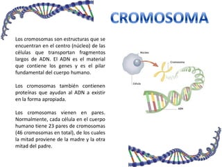 Los cromosomas son estructuras que se
encuentran en el centro (núcleo) de las
células que transportan fragmentos
largos de ADN. El ADN es el material
que contiene los genes y es el pilar
fundamental del cuerpo humano.
Los cromosomas también contienen
proteínas que ayudan al ADN a existir
en la forma apropiada.
Los cromosomas vienen en pares.
Normalmente, cada célula en el cuerpo
humano tiene 23 pares de cromosomas
(46 cromosomas en total), de los cuales
la mitad proviene de la madre y la otra
mitad del padre.
 