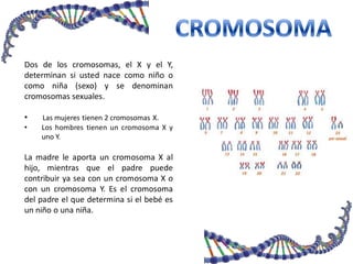 Dos de los cromosomas, el X y el Y,
determinan si usted nace como niño o
como niña (sexo) y se denominan
cromosomas sexuales.
• Las mujeres tienen 2 cromosomas X.
• Los hombres tienen un cromosoma X y
uno Y.
La madre le aporta un cromosoma X al
hijo, mientras que el padre puede
contribuir ya sea con un cromosoma X o
con un cromosoma Y. Es el cromosoma
del padre el que determina si el bebé es
un niño o una niña.
 