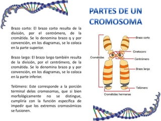 Brazo corto: El brazo corto resulta de la
división, por el centrómero, de la
cromátida. Se lo denomina brazo q y por
convención, en los diagramas, se lo coloca
en la parte superior.
Brazo largo: El brazo largo también resulta
de la división, por el centrómero, de la
cromátida. Se lo denomina brazo p y por
convención, en los diagramas, se lo coloca
en la parte inferior.
Telómero: Este corresponde a la porción
terminal delos cromosomas, que si bien
morfológicamente no se distingue,
cumpliría con la función específica de
impedir que los extremos cromosómicos
se fusionen.
 