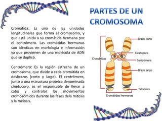 Cromátida: Es una de las unidades
longitudinales que forma el cromosoma, y
que está unida a su cromátida hermana por
el centrómero. Las cromátidas hermanas
son idénticas en morfología e información
ya que provienen de una molécula de ADN
que se duplicó.
Centrómero: Es la región estrecha de un
cromosoma, que divide a cada cromátida en
dosbrazos (corto y largo). El centrómero,
junto a una estructura proteica denominada
cinetocoro, es el responsable de llevar a
cabo y controlar los movimientos
cromosómicos durante las fases dela mitosis
y la meiosis.
 