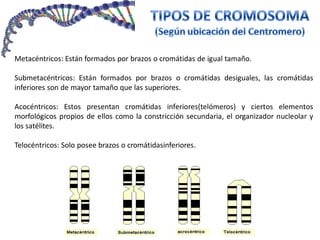 Metacéntricos: Están formados por brazos o cromátidas de igual tamaño.
Submetacéntricos: Están formados por brazos o cromátidas desiguales, las cromátidas
inferiores son de mayor tamaño que las superiores.
Acocéntricos: Estos presentan cromátidas inferiores(telómeros) y ciertos elementos
morfológicos propios de ellos como la constricción secundaria, el organizador nucleolar y
los satélites.
Telocéntricos: Solo posee brazos o cromátidasinferiores.
 