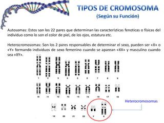 Autosomas: Estos son los 22 pares que determinan las características fenoticas o físicas del
individuo como lo son el color de piel, de los ojos, estatura etc.
Heterocromosomas: Son los 2 pares responsables de determinar el sexo, pueden ser «X» o
«Y» formando individuos de sexo femenino cuando se aparean «XX» y masculino cuando
sea «XY».
Heterocromosomas
 