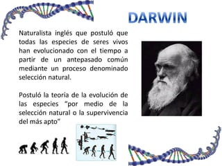 Naturalista inglés que postuló que
todas las especies de seres vivos
han evolucionado con el tiempo a
partir de un antepasado común
mediante un proceso denominado
selección natural.
Postuló la teoría de la evolución de
las especies “por medio de la
selección natural o la supervivencia
del más apto”
 