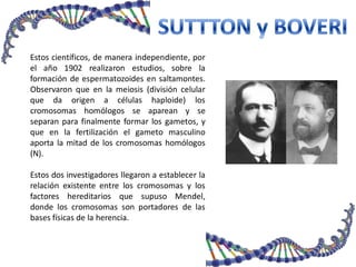 Estos científicos, de manera independiente, por
el año 1902 realizaron estudios, sobre la
formación de espermatozoides en saltamontes.
Observaron que en la meiosis (división celular
que da origen a células haploide) los
cromosomas homólogos se aparean y se
separan para finalmente formar los gametos, y
que en la fertilización el gameto masculino
aporta la mitad de los cromosomas homólogos
(N).
Estos dos investigadores llegaron a establecer la
relación existente entre los cromosomas y los
factores hereditarios que supuso Mendel,
donde los cromosomas son portadores de las
bases físicas de la herencia.
 