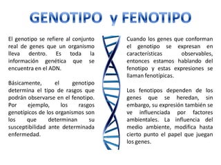 El genotipo se refiere al conjunto
real de genes que un organismo
lleva dentro. Es toda la
información genética que se
encuentra en el ADN.
Básicamente, el genotipo
determina el tipo de rasgos que
podrán observarse en el fenotipo.
Por ejemplo, los rasgos
genotípicos de los organismos son
los que determinan su
susceptibilidad ante determinada
enfermedad.
Cuando los genes que conforman
el genotipo se expresan en
características observables,
entonces estamos hablando del
fenotipo y estas expresiones se
llaman fenotípicas.
Los fenotipos dependen de los
genes que se heredan, sin
embargo, su expresión también se
ve influenciada por factores
ambientales. La influencia del
medio ambiente, modifica hasta
cierto punto el papel que juegan
los genes.
 