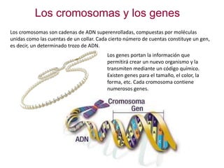 Los cromosomas y los genes
Los cromosomas son cadenas de ADN superenrolladas, compuestas por moléculas
unidas como las cuentas de un collar. Cada cierto número de cuentas constituye un gen,
es decir, un determinado trozo de ADN.
Los genes portan la información que
permitirá crear un nuevo organismo y la
transmiten mediante un código químico.
Existen genes para el tamaño, el color, la
forma, etc. Cada cromosoma contiene
numerosos genes.
 