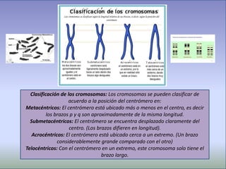 Clasificación de los cromosomas: Los cromosomas se pueden clasificar de
acuerdo a la posición del centrómero en:
Metacéntricos: El centrómero está ubicado más o menos en el centro, es decir
los brazos p y q son aproximadamente de la misma longitud.
Submetacéntricos: El centrómero se encuentra desplazado claramente del
centro. (Los brazos difieren en longitud).
Acrocéntricos: El centrómero está ubicado cerca a un extremo. (Un brazo
considerablemente grande comparado con el otro)
Telocéntricos: Con el centrómero en un extremo, este cromosoma solo tiene el
brazo largo.
 