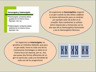 Un organismo es homocigótico respecto
a un gen cuando los dos alelos codifican
la misma información para un carácter,
por ejemplo color de la flor en la
arvejilla. Para nombrarlos se utilizan
letras mayúsculas y minúsculas; así se
dice que AA es Homocigótica Dominante
y aa es Homocigótico Recesivo
Un organismo es heterocigoto, en
genética un individuo diploide, que para
un gen dado, tiene en cada uno de los
cromosomas homólogos un alelo en el
mismo locus (se expresa, por ej.: Aa),
que posee dos formas diferentes de un
gen en particular; cada una heredada de
cada uno de los progenitores
 