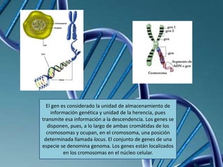El gen es considerado la unidad de almacenamiento de
información genética y unidad de la herencia, pues
transmite esa información a la descendencia. Los genes se
disponen, pues, a lo largo de ambas cromátidas de los
cromosomas y ocupan, en el cromosoma, una posición
determinada llamada locus. El conjunto de genes de una
especie se denomina genoma. Los genes están localizados
en los cromosomas en el núcleo celular.
 