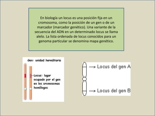 En biología un locus es una posición fija en un
cromosoma, como la posición de un gen o de un
marcador (marcador genético). Una variante de la
secuencia del ADN en un determinado locus se llama
alelo. La lista ordenada de locus conocidos para un
genoma particular se denomina mapa genético.
 