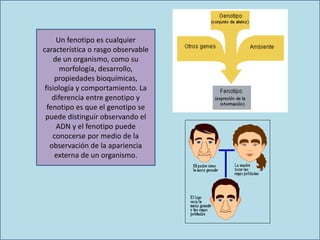 Un fenotipo es cualquier
característica o rasgo observable
de un organismo, como su
morfología, desarrollo,
propiedades bioquímicas,
fisiología y comportamiento. La
diferencia entre genotipo y
fenotipo es que el genotipo se
puede distinguir observando el
ADN y el fenotipo puede
conocerse por medio de la
observación de la apariencia
externa de un organismo.
 