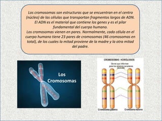 Los cromosomas son estructuras que se encuentran en el centro
(núcleo) de las células que transportan fragmentos largos de ADN.
El ADN es el material que contiene los genes y es el pilar
fundamental del cuerpo humano.
Los cromosomas vienen en pares. Normalmente, cada célula en el
cuerpo humano tiene 23 pares de cromosomas (46 cromosomas en
total), de los cuales la mitad proviene de la madre y la otra mitad
del padre.
 