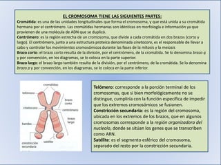 EL CROMOSOMA TIENE LAS SIGUIENTES PARTES:
Cromátida: es una de las unidades longitudinales que forma el cromosoma, y que está unida a su cromátida
hermana por el centrómero. Las cromátidas hermanas son idénticas en morfología e información ya que
provienen de una molécula de ADN que se duplicó.
Centrómero: es la región estrecha de un cromosoma, que divide a cada cromátida en dos brazos (corto y
largo). El centrómero, junto a una estructura proteica denominada cinetocoro, es el responsable de llevar a
cabo y controlar los movimientos cromosómicos durante las fases de la mitosis y la meiosis
Brazo corto: el brazo corto resulta de la división, por el centrómero, de la cromátida. Se lo denomina brazo q
y por convención, en los diagramas, se lo coloca en la parte superior.
Brazo largo: el brazo largo también resulta de la división, por el centrómero, de la cromátida. Se lo denomina
brazo p y por convención, en los diagramas, se lo coloca en la parte inferior.
Telómero: corresponde a la porción terminal de los
cromosomas, que si bien morfológicamente no se
distingue, cumpliría con la función específica de impedir
que los extremos cromosómicos se fusionen.
Constricción secundaria: es la región del cromosoma,
ubicada en los extremos de los brazos, que en algunos
cromosomas corresponde a la región organizadora del
nucleolo, donde se sitúan los genes que se transcriben
como ARN.
Satélite: es el segmento esférico del cromosoma,
separado del resto por la constricción secundaria.
 