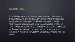 PERSONALIDAD
• ÉSTA ES UNA RAZA QUE TIENE UN GRAN ENCANTO, DIGNIDAD E
INTELIGENCIA, AUNQUE AL IGUAL QUE OTRAS RAZAS INTELIGENTES
PUEDE SER BASTANTE TERCA. EL PUG ES UNA RAZA CON UN
TEMPERAMENTO EQUILIBRADO Y UN TALANTE ALEGRE Y VITAL. LA
AMISTAD QUE MUESTRA SUELE SER EFUSIVA; DE HECHO, LA MAYORÍA
DE PUG PARECEN ESTAR CONSTANTEMENTE ENCANTADOS DE
CONOCER A PERSONAS Y MUESTRAN UN ESPECIAL AFECTO POR LOS
NIÑOS
 