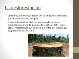 La desforestación
• La deforestación y degradación son las principales amenazas
que afrontan nuestros bosques.
• El promedio anual de la deforestación en los bosques
húmedos amazónico del país, desde el 2001 al 2014, es de
118,077hectáreas, lo que equivale a la mitad del espacio que
ocupa la provincia de Lima.
 